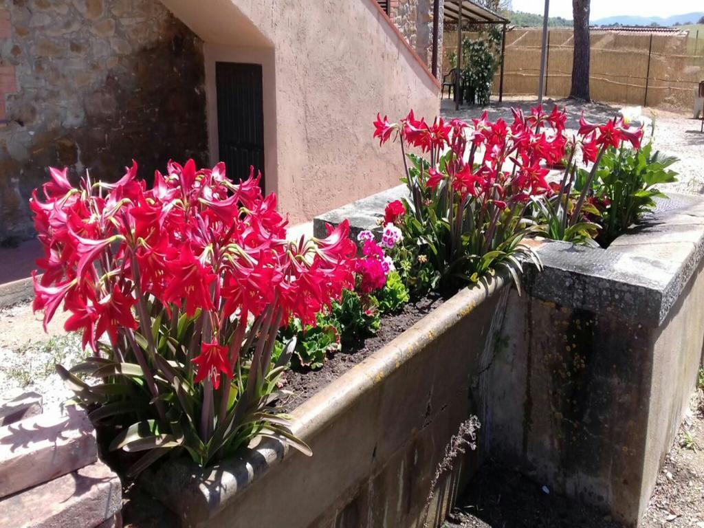 Agriturismo Boschetto Di Montiano Montiano  Exterior photo